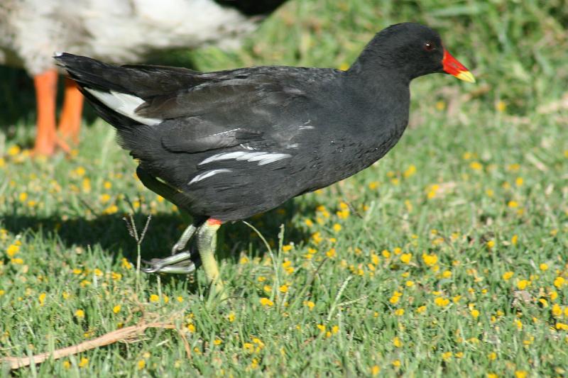 ma frieda 215.JPG - Grootwaterhoender